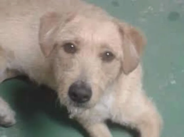 Cachorro raça viralata idade 2 anos nome MEL