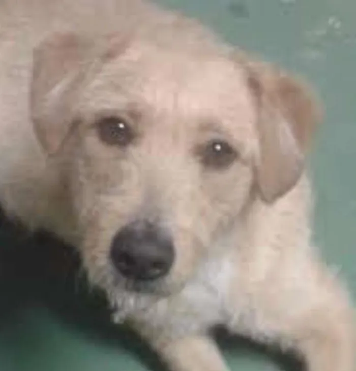 Cachorro raça viralata idade 2 anos nome MEL