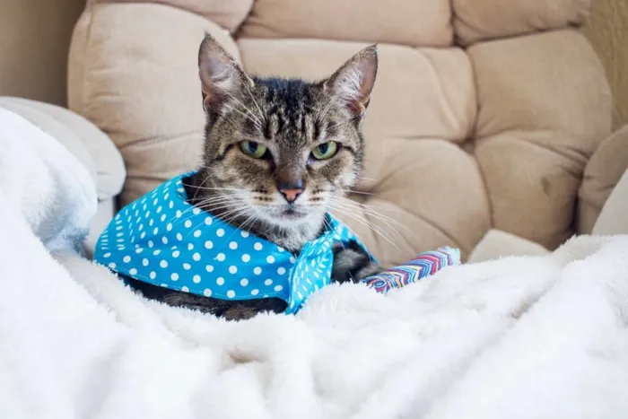 Gato raça SRD idade 7 a 11 meses nome Tigreza