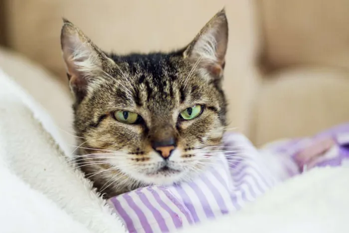 Gato raça SRD idade 7 a 11 meses nome Tigreza