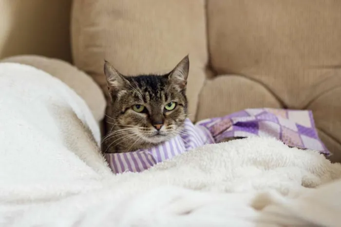 Gato raça SRD idade 7 a 11 meses nome Tigreza