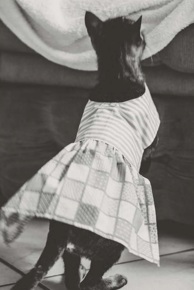 Gato raça SRD idade 7 a 11 meses nome Tigreza