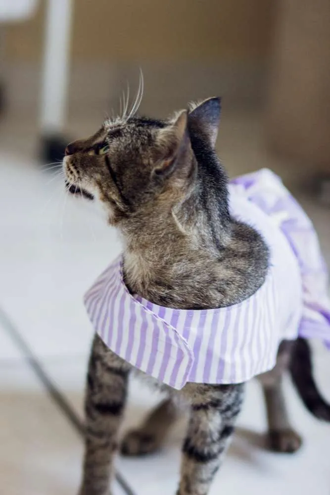 Gato raça SRD idade 7 a 11 meses nome Tigreza