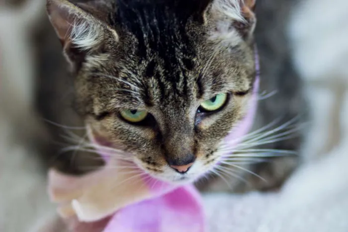 Gato raça SRD idade 7 a 11 meses nome Tigreza