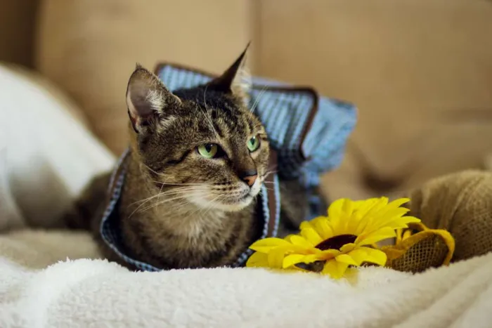 Gato raça SRD idade 7 a 11 meses nome Tigreza