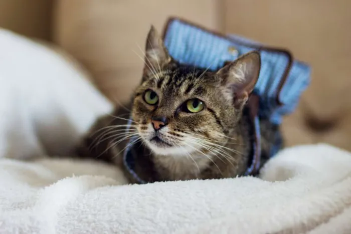 Gato raça SRD idade 7 a 11 meses nome Tigreza