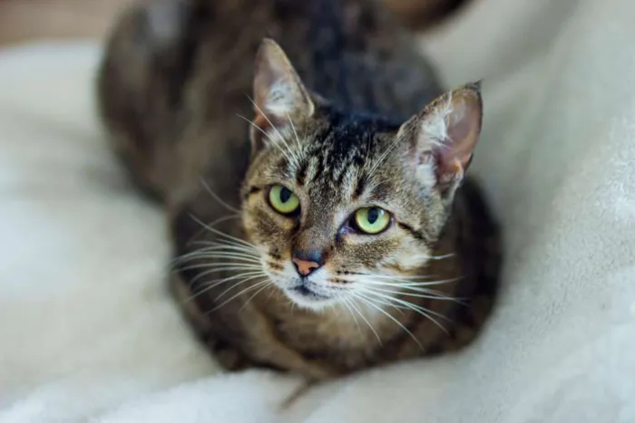 Gato raça SRD idade 7 a 11 meses nome Tigreza