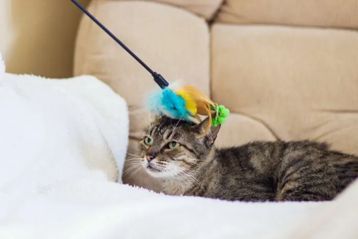 Gato raça SRD idade 7 a 11 meses nome Tigreza