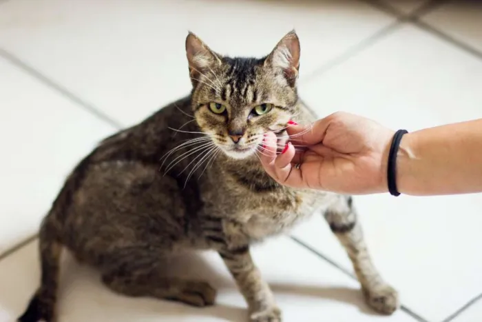 Gato raça SRD idade 7 a 11 meses nome Tigreza