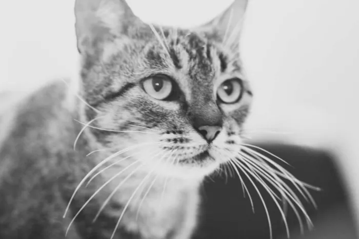 Gato raça SRD idade 7 a 11 meses nome Tigreza