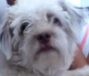 Cachorro raça Poodle  idade 4 anos nome Bob