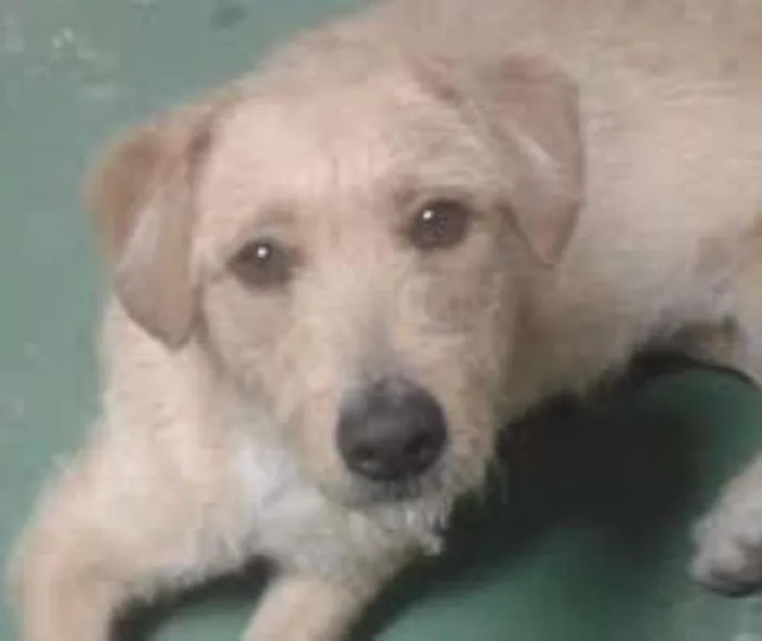 Cachorro raça viralata idade 2 anos nome MEL