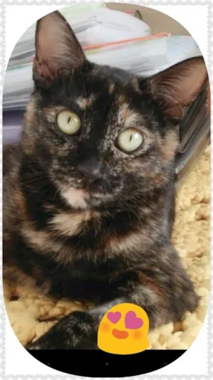 Gato raça SRD idade 7 a 11 meses nome MALÚ