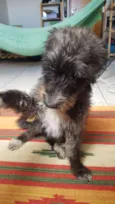 Bobão