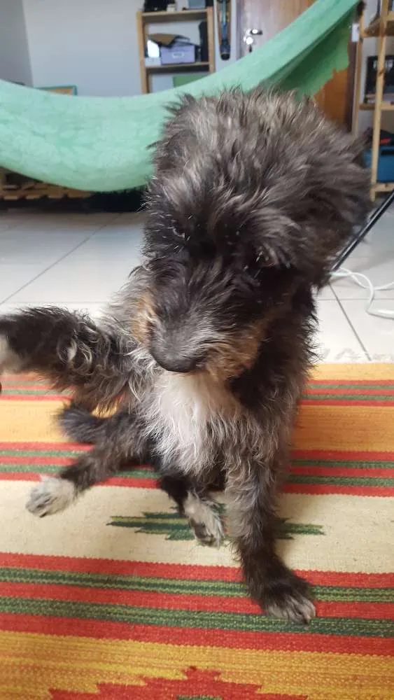 Cachorro ra a SRD idade 1 ano nome Bobão