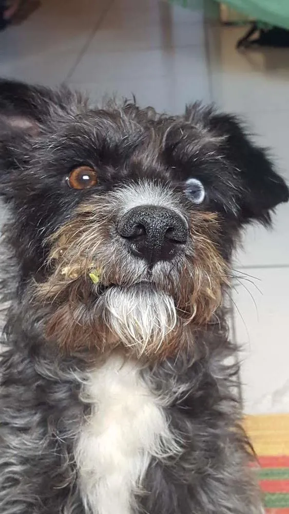 Cachorro ra a SRD idade 1 ano nome Bobão