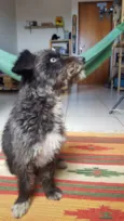 Bobão