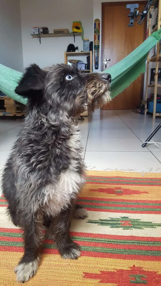 Cachorro ra a SRD idade 1 ano nome Bobão