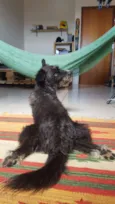 Bobão