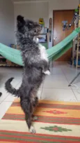 Bobão