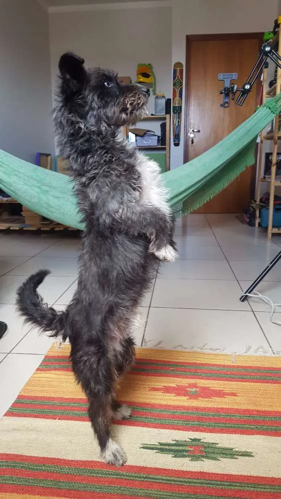 Cachorro ra a SRD idade 1 ano nome Bobão