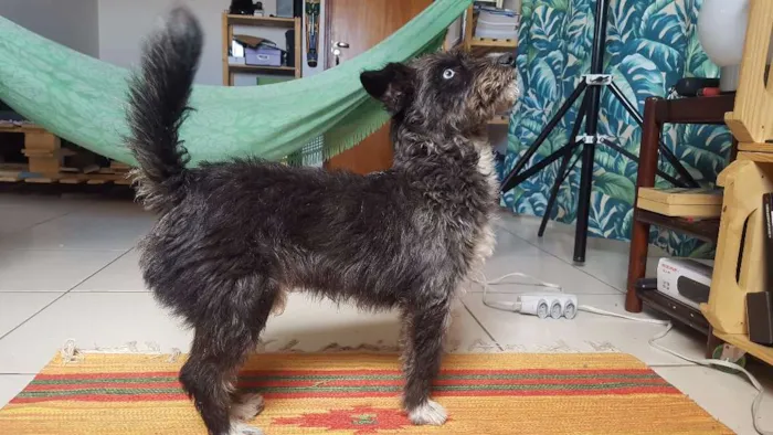 Cachorro ra a SRD idade 1 ano nome Bobão