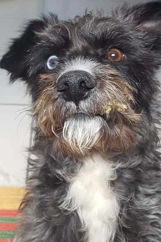 Cachorro ra a SRD idade 1 ano nome Bobão