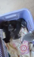 Gatinhos (as)