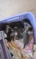 Gatinhos (as)