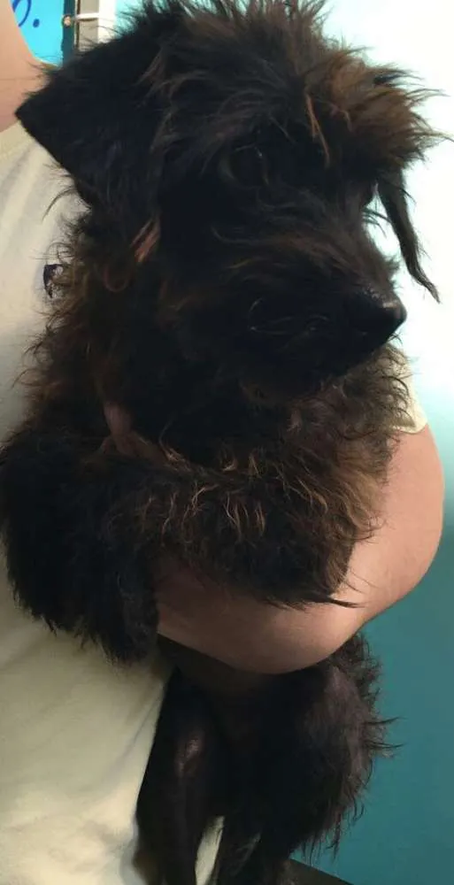 Cachorro ra a SRD idade 1 ano nome Pipoca