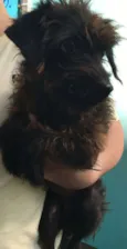 Pipoca