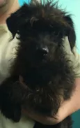 Pipoca