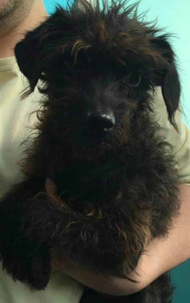 Cachorro ra a SRD idade 1 ano nome Pipoca