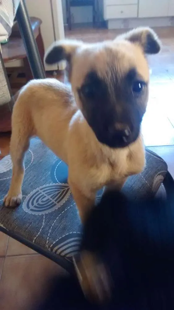 Cachorro ra a Srd idade 2 a 6 meses nome Sem nome 