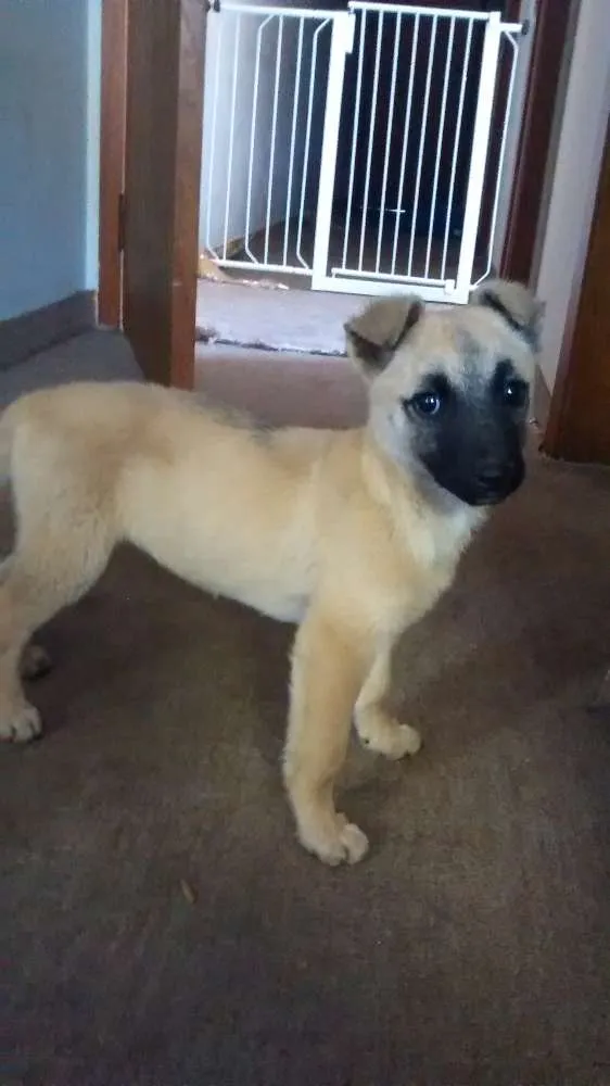 Cachorro ra a Srd idade 2 a 6 meses nome Sem nome 