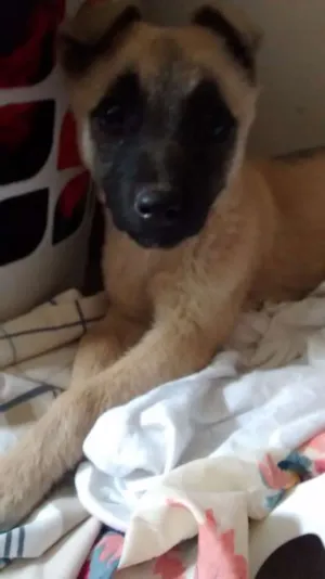 Cachorro raça Srd idade 2 a 6 meses nome Sem nome 