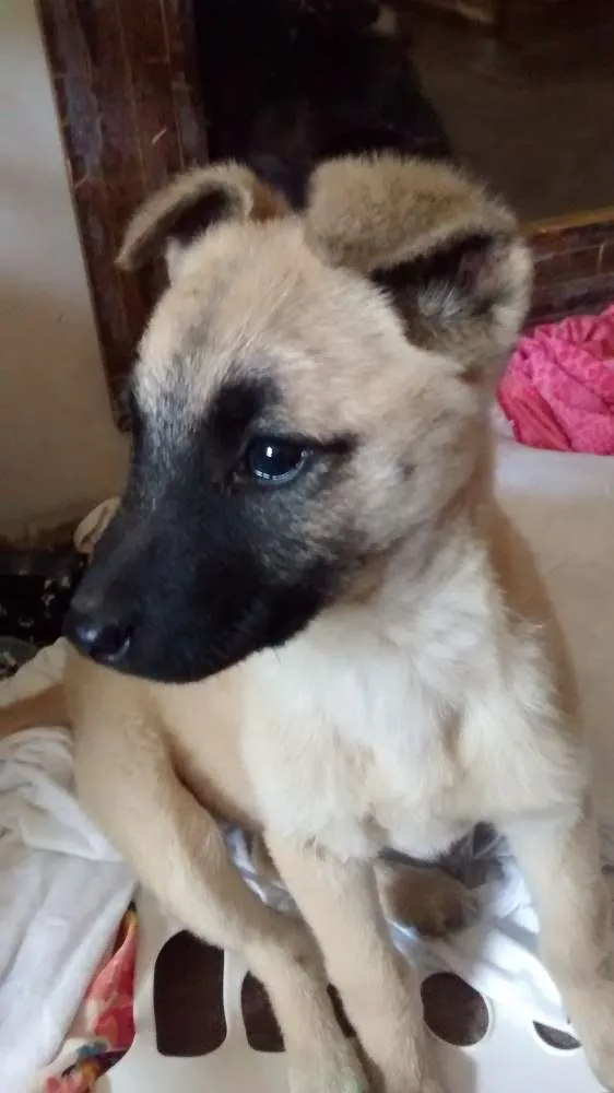Cachorro ra a Srd idade 2 a 6 meses nome Sem nome 