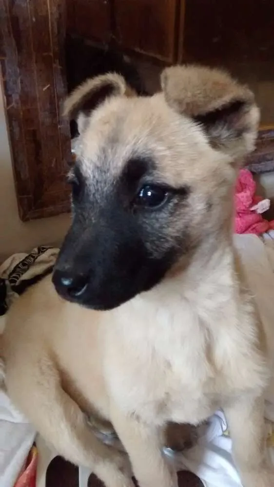 Cachorro ra a Srd idade 2 a 6 meses nome Sem nome 