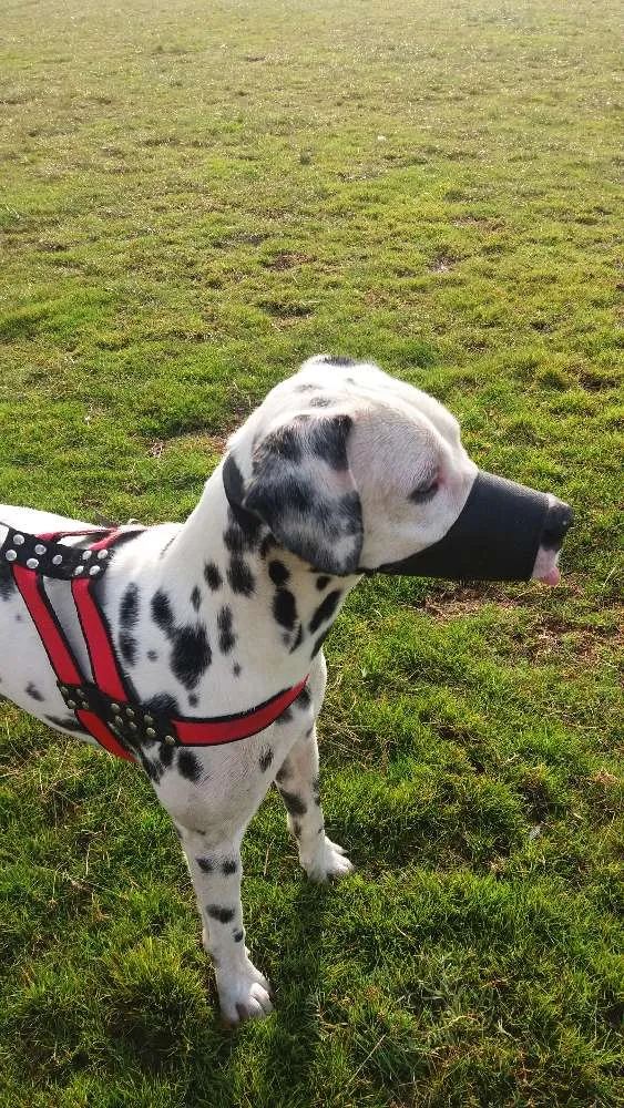 Cachorro raça Dálmatas  idade 2 anos nome Boby