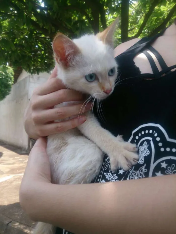 Gato ra a  idade 2 a 6 meses nome miu