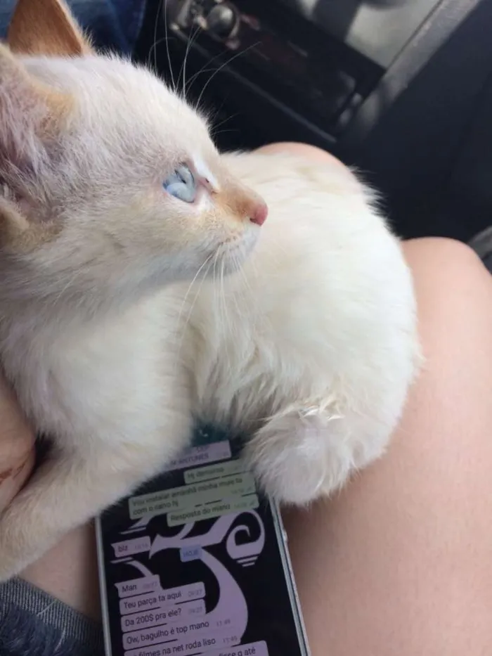 Gato ra a  idade 2 a 6 meses nome miu