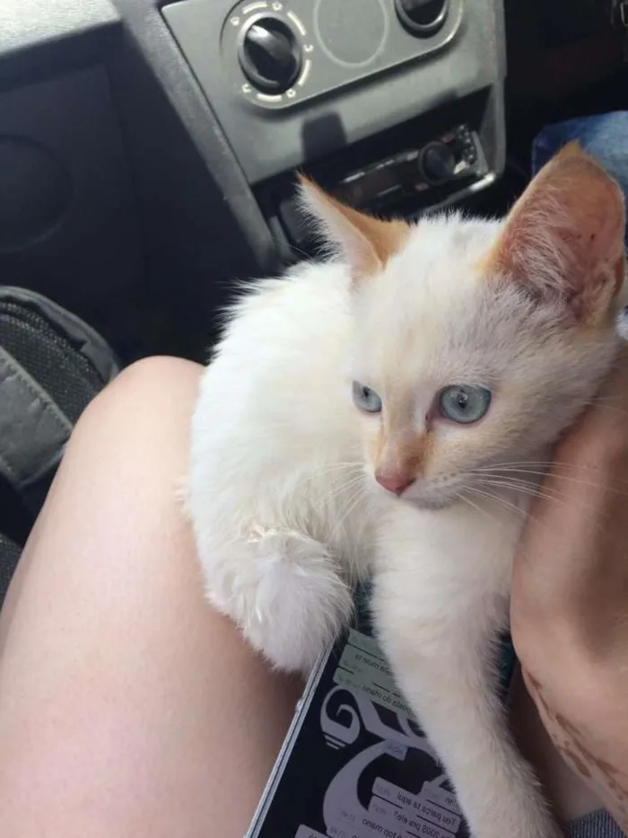 Gato ra a  idade 2 a 6 meses nome miu