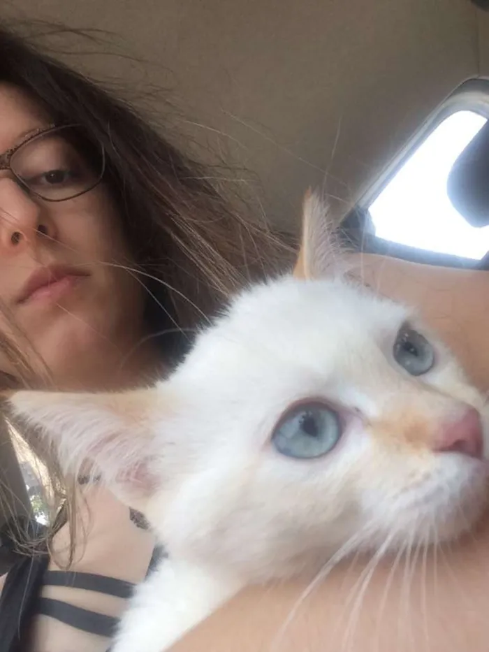 Gato ra a  idade 2 a 6 meses nome miu