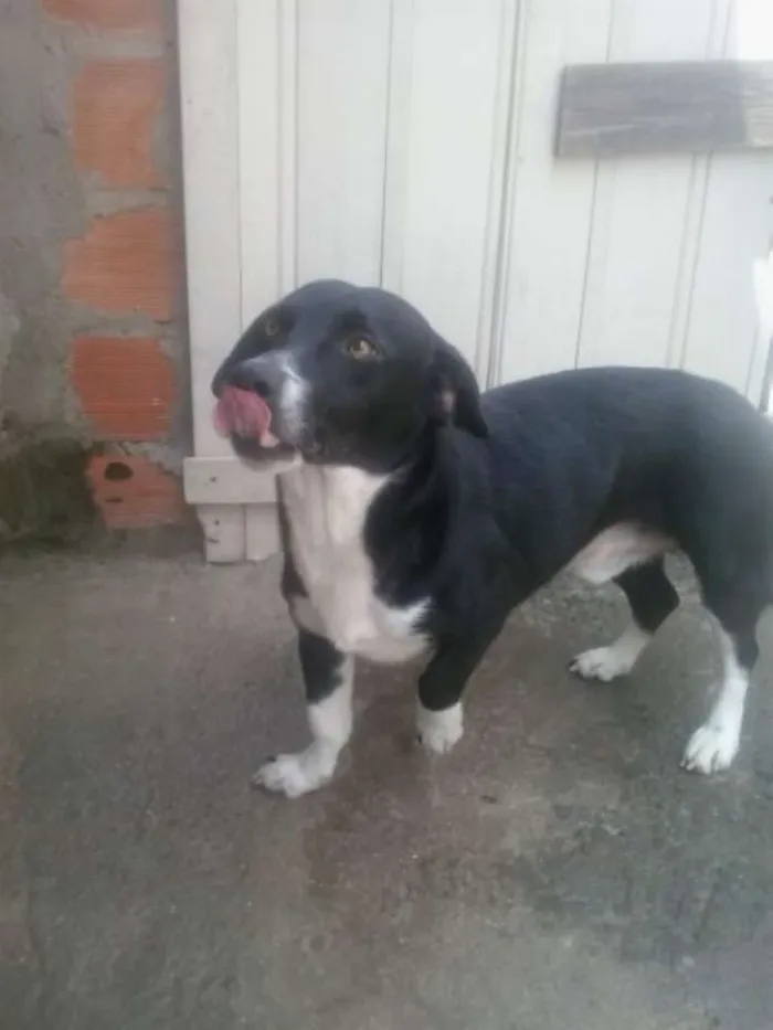 Cachorro ra a indefinida idade 4 anos nome Snoopy,sultão,laika