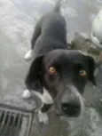 Snoopy,sultão,laika