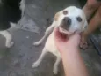 Snoopy,sultão,laika