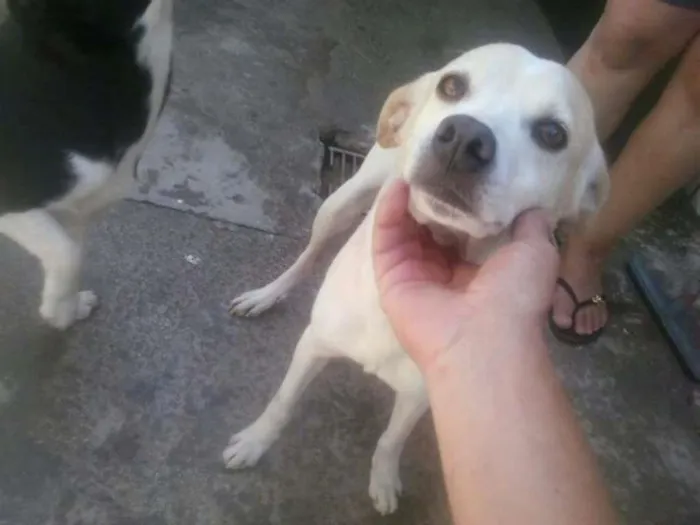 Cachorro ra a indefinida idade 4 anos nome Snoopy,sultão,laika