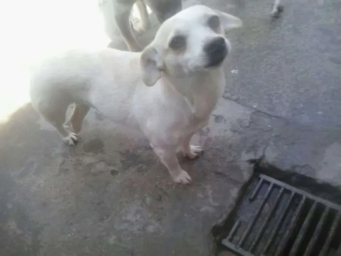 Cachorro ra a Indefinida idade 4 anos nome Perninha,princesa 