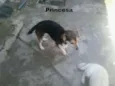 Perninha,princesa 