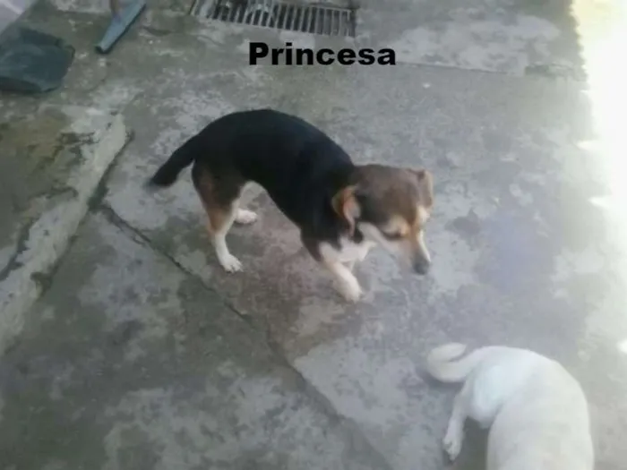 Cachorro ra a Indefinida idade 4 anos nome Perninha,princesa 
